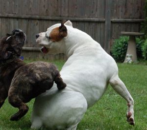 Dogs Playing